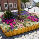 Die Altstadtfreunde Wassertrüdingen übernahmen die Blumenbepflanzung rings um den Maibaum
